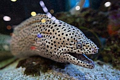 《寂静岭》新专场直播公布 将深度展示真人电影、更新游戏情报